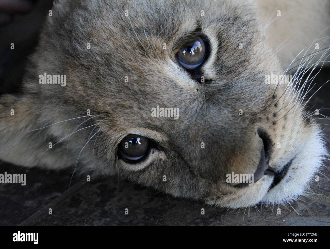 Sleepy Lion Cub in South African National Park Stockfoto