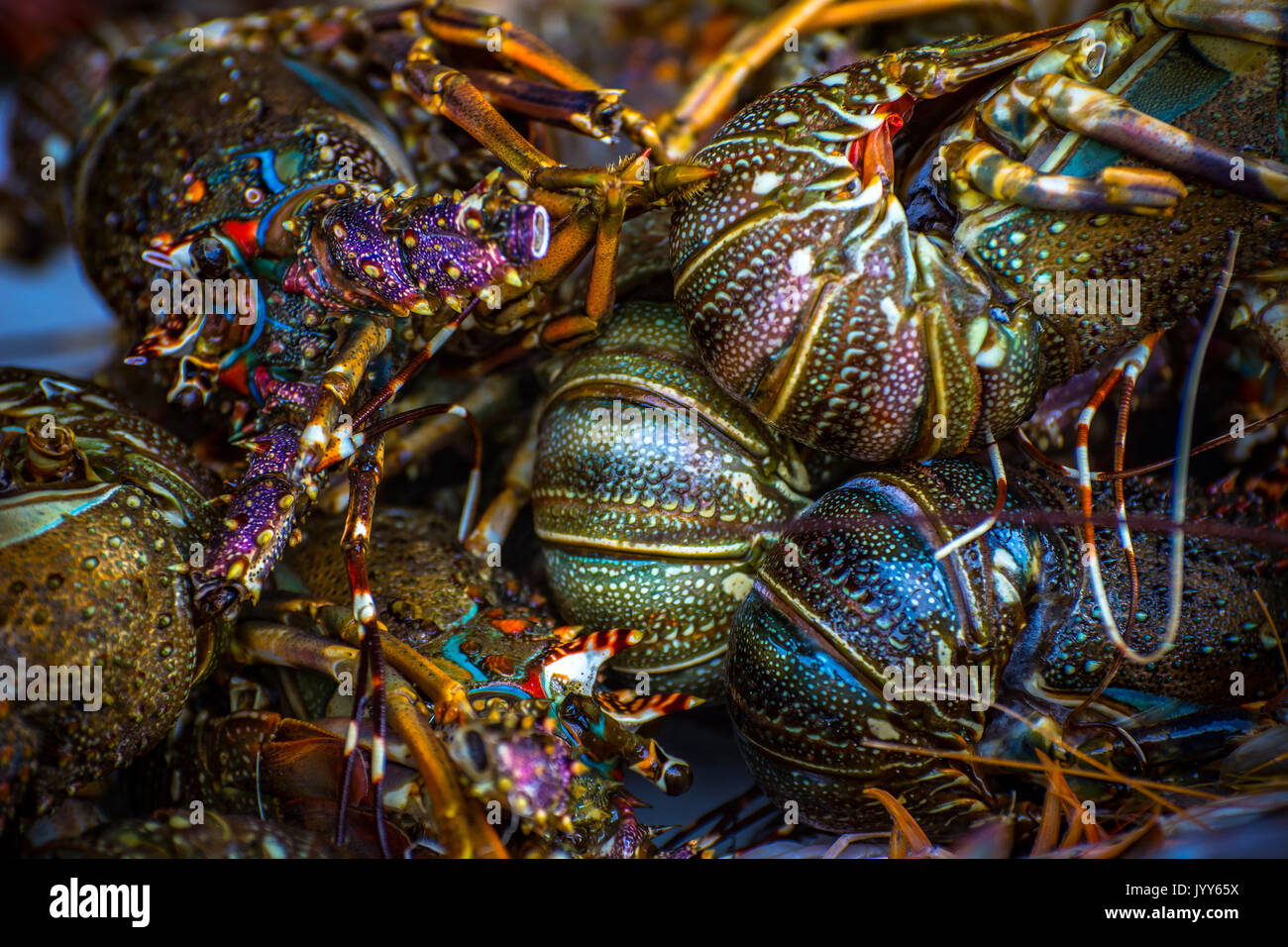 Bunte Hummer Stockfoto