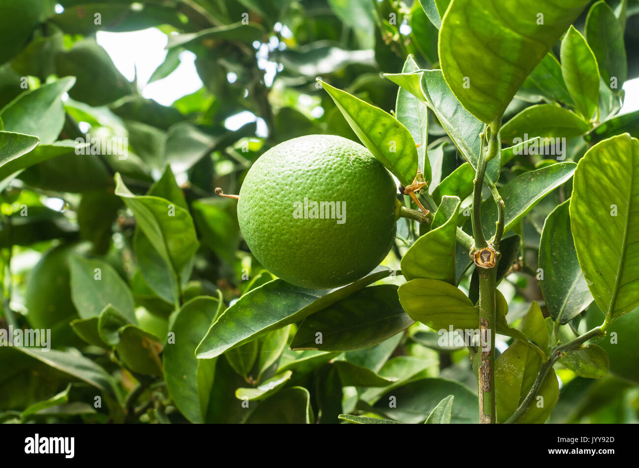 Unreife orange wachsen auf dem Baum, USA Stockfoto