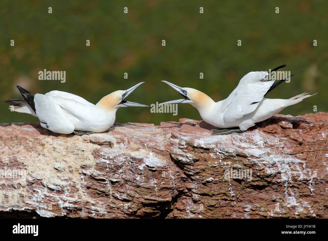 Basstölpel (Morus bassanus), Erwachsener, zwei Vögel in eine Meinungsverschiedenheit, Helgoland, Nordsee, Deutschland Stockfoto