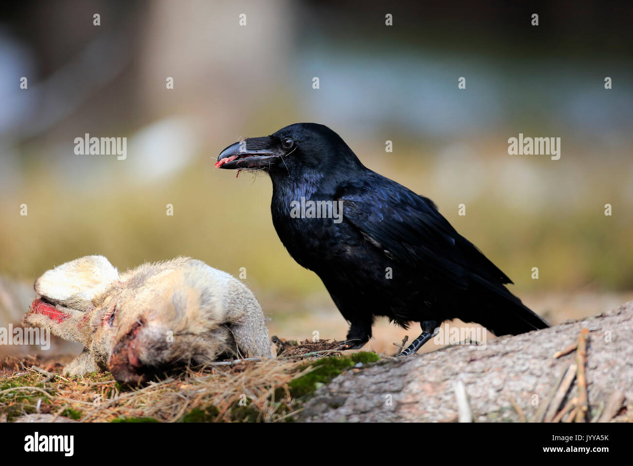 Kolkrabe (Corvus Corax), Erwachsener, Verzehr von Aas, Zdarske Vrchy, Böhmisch-Mährische Höhe, Tschechische Republik Stockfoto