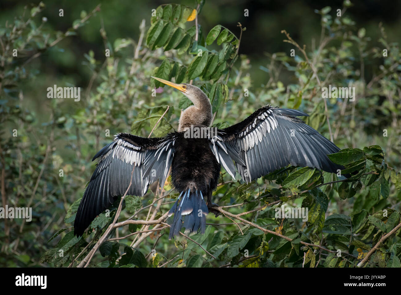 Anhinga oder Wasser Türkei (Anhinga anhinga) trocknet Gefieder in Baum, Pantanal, Mato Grosso do Sul, Brasilien Stockfoto