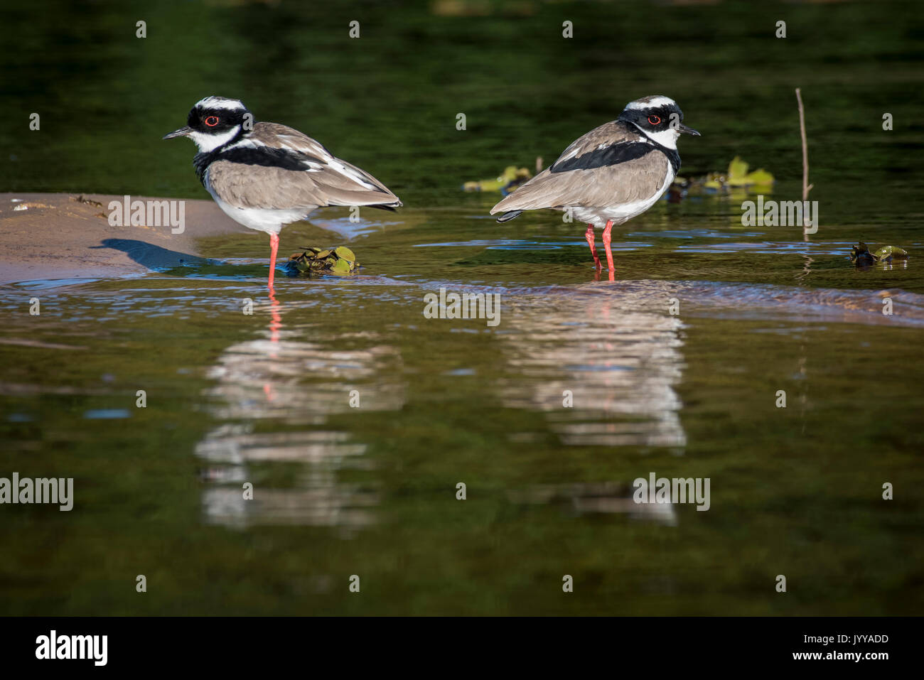 Cayenne plover oder pied Kiebitz (Vanellus cayanus) am seichten Ufer, Pantanal, Mato Grosso do Sul, Brasilien Stockfoto