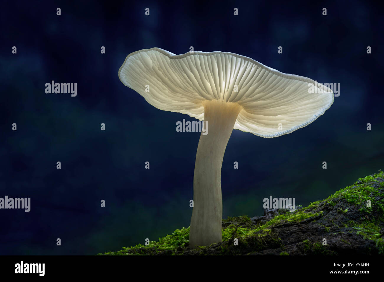 Weiß Pilz & Moos auf Waldboden Stockfoto