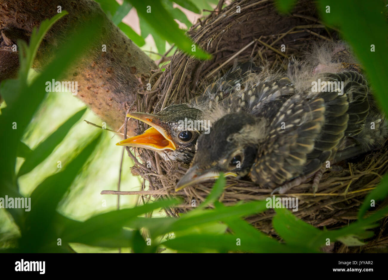 Robin Vögel Jungtiere im Nest Stockfoto