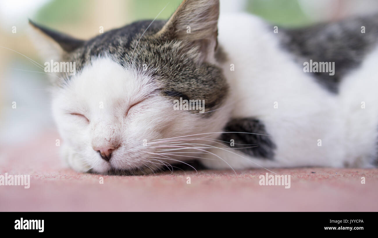 Schlafende Katze Stockfoto