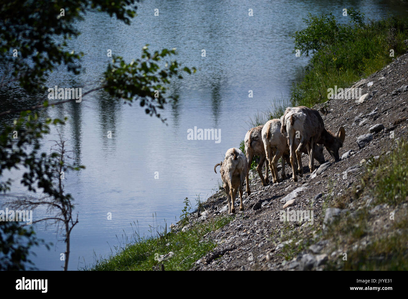 Reisegruppe unterwegs von 4 Dickhornschafe lecken Salz aus der Seite der Straße durch einen See Stockfoto