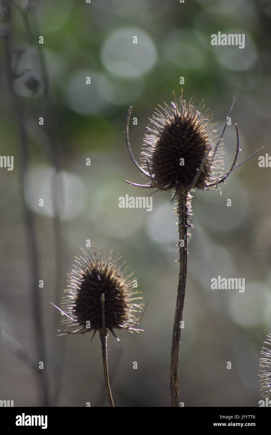 Herbst Karde Stockfoto