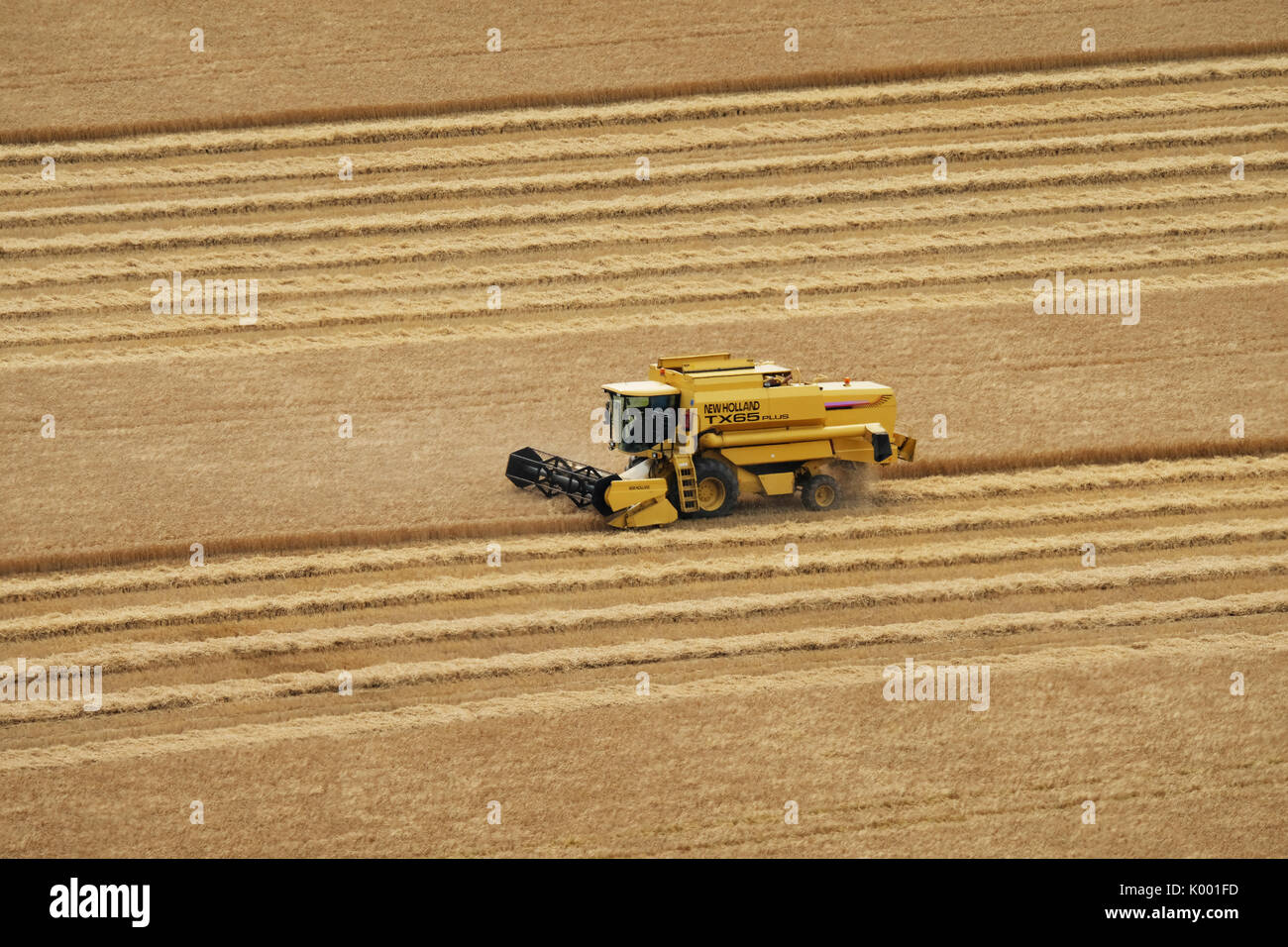 Ein Mähdrescher in einem Weizenfeld in der Nähe von North Berwick East Lothian. Stockfoto