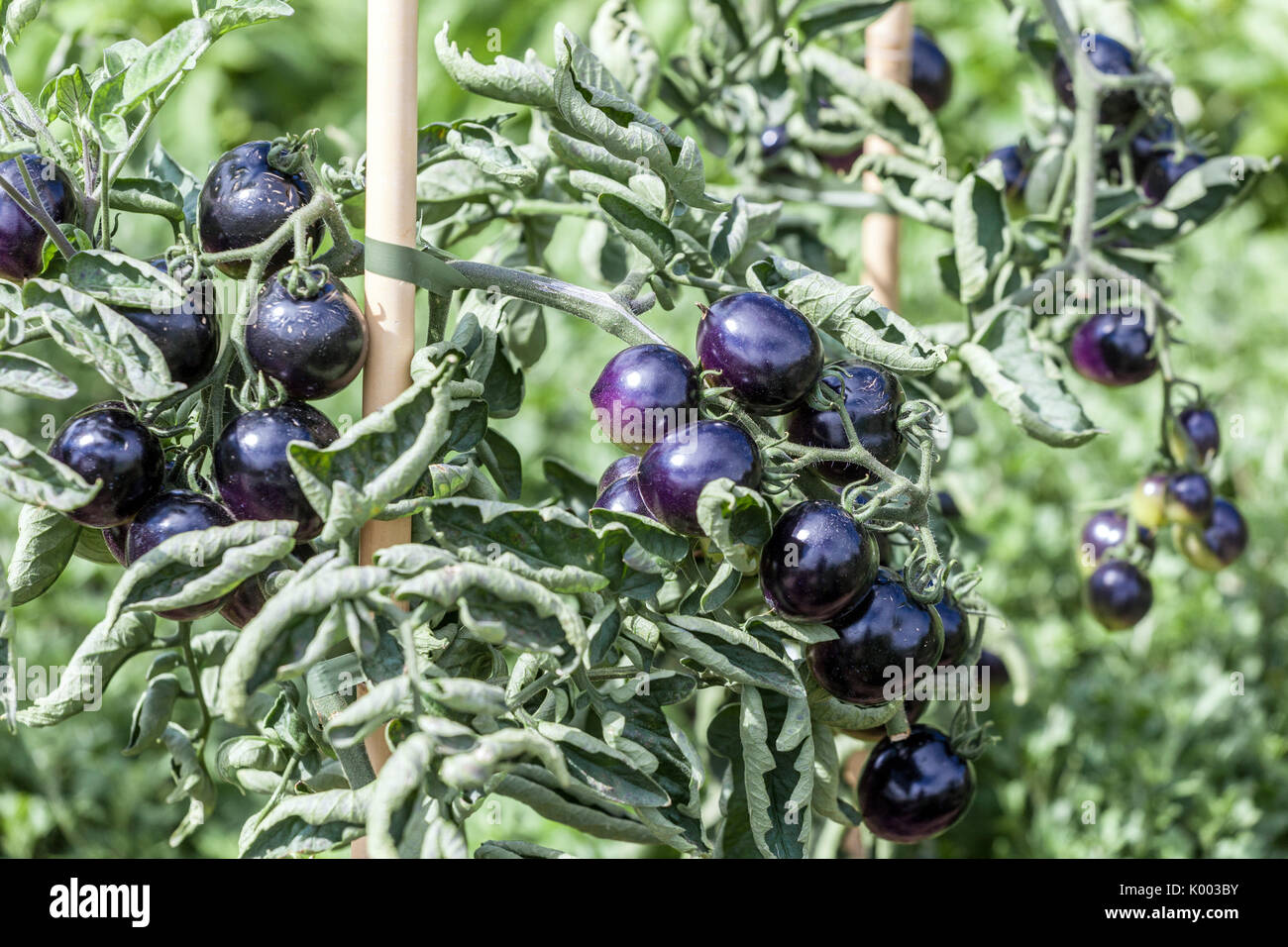 Schwarze Tomaten, Tomaten „Indigo Rose“ reift im Garten der Weintomaten Stockfoto