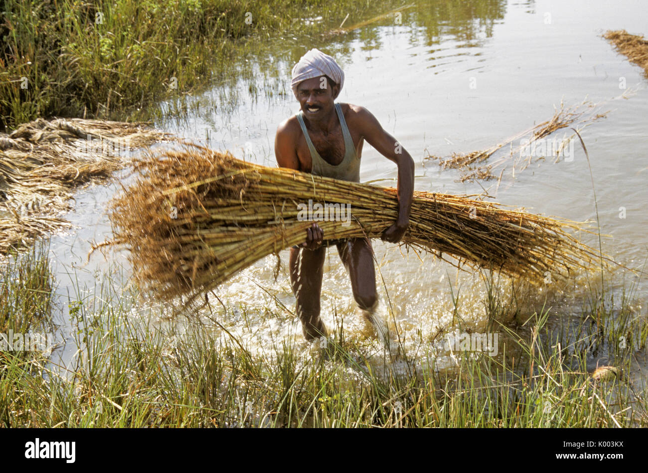 Mann, die getränkte Jute aus Wasser, Andhra Pradesh, Indien Stockfoto
