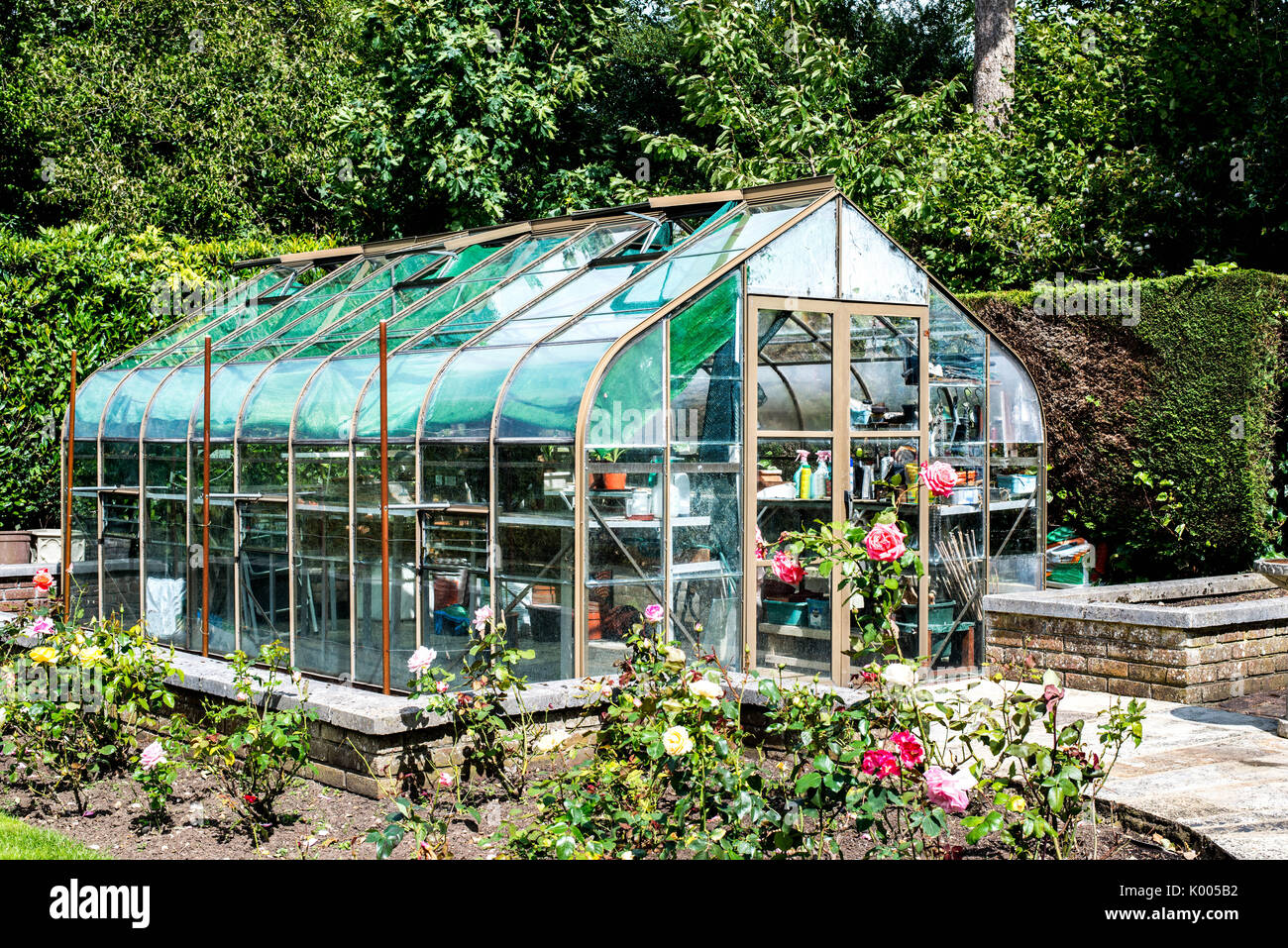 Englischer Garten Green House von Rose Büsche und Hecken umgeben Stockfoto