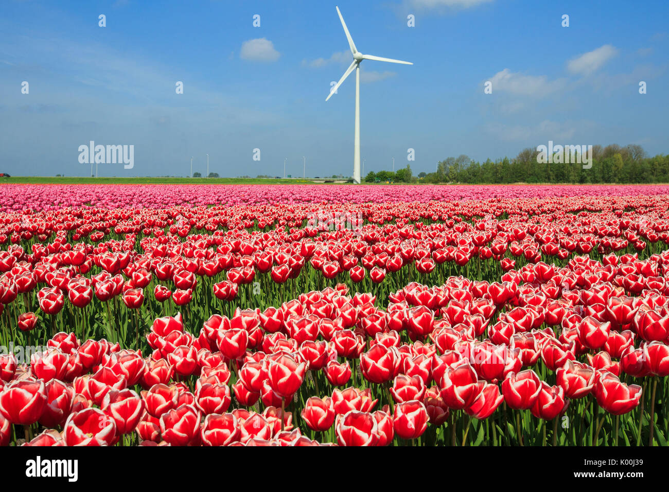 Bunte Tulpen von grünen Wiesen und Windkraftanlagen Berkmeer Koggenland Niederlande Nordholland Europa umgeben Stockfoto