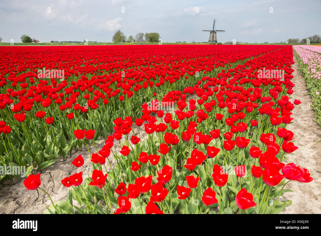 Bunte Tulpenfelder umrahmen die Windmühle im Frühjahr Berkmeer-Koggenland-Nord-Holland-Niederlande-Europa Stockfoto