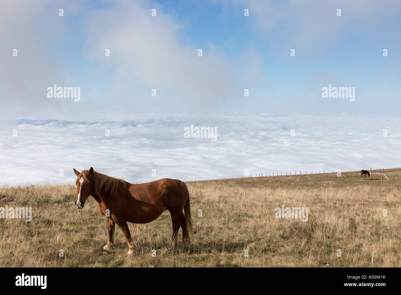 Einige Pferde weiden auf einem Berg, unter einem grossen blauen Himmel mit einigen sehr nahe Wolken, und über ein Tal voller Nebel Stockfoto