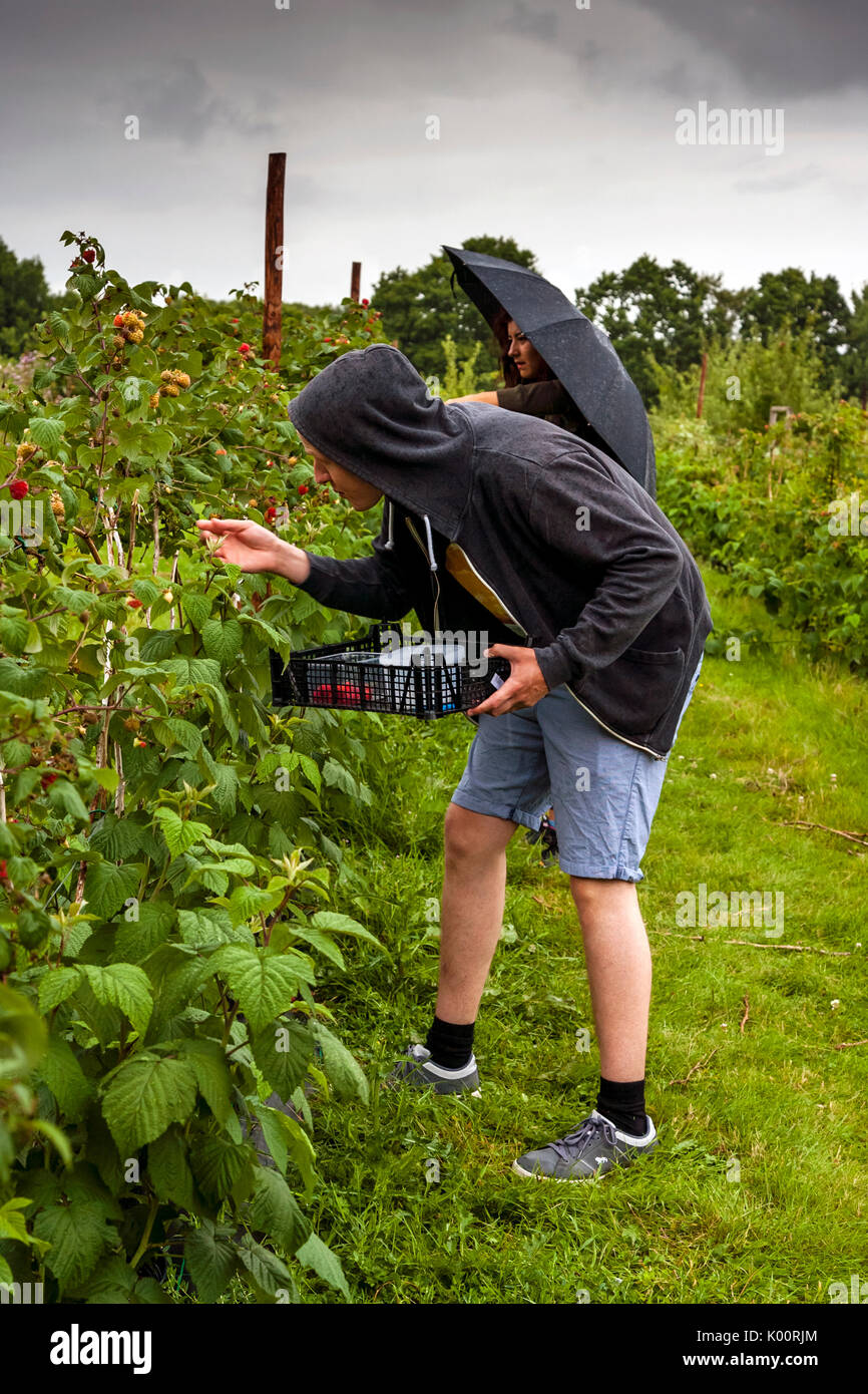 Junge Menschen Himbeeren pflücken auf einer Farm, East Sussex, Großbritannien Stockfoto