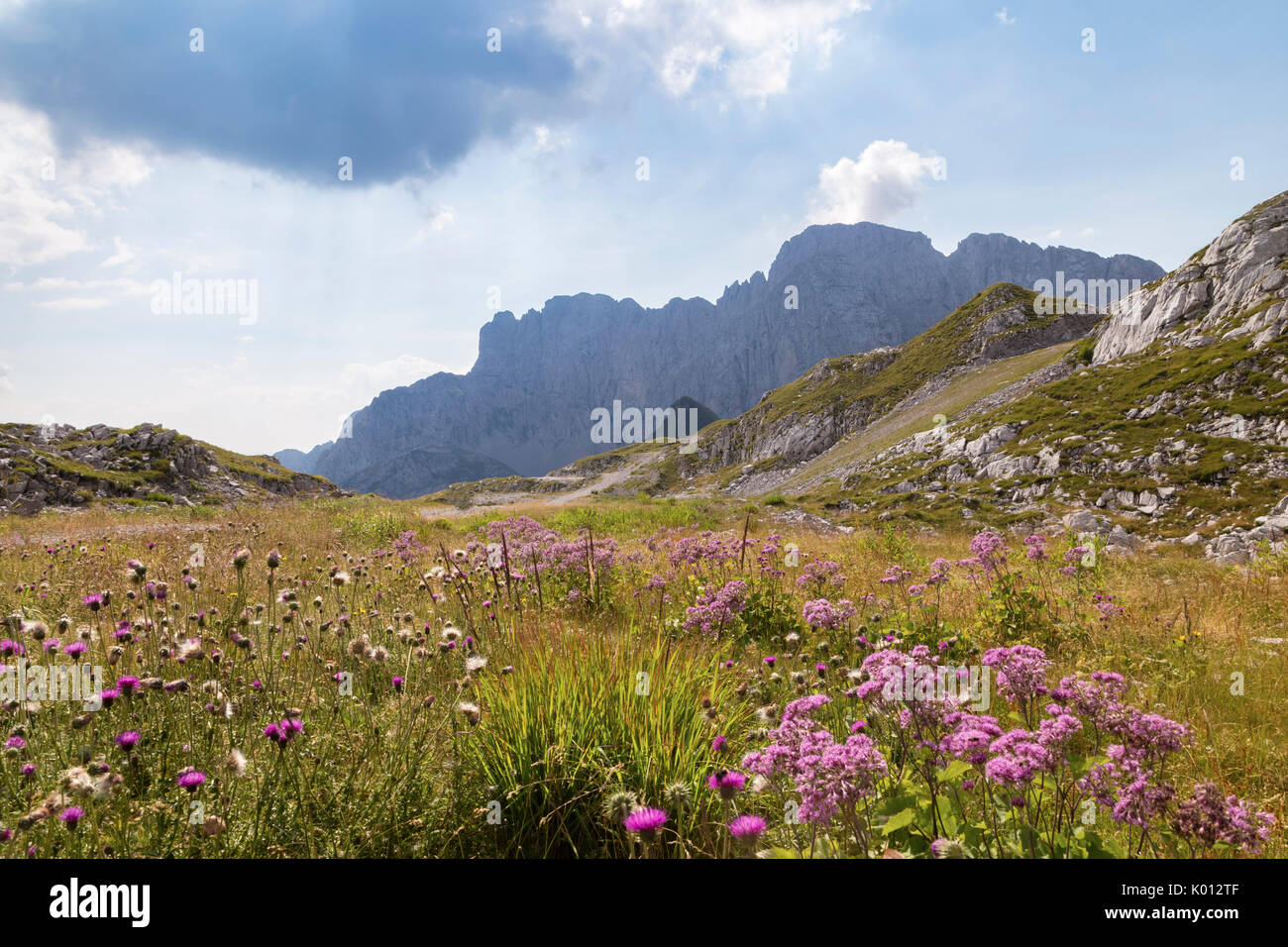 Wilde Blume vor der Nordwand der Presolana, Val di Scalve, Bergamo, Lombardei, Italien, Südeuropa. Stockfoto