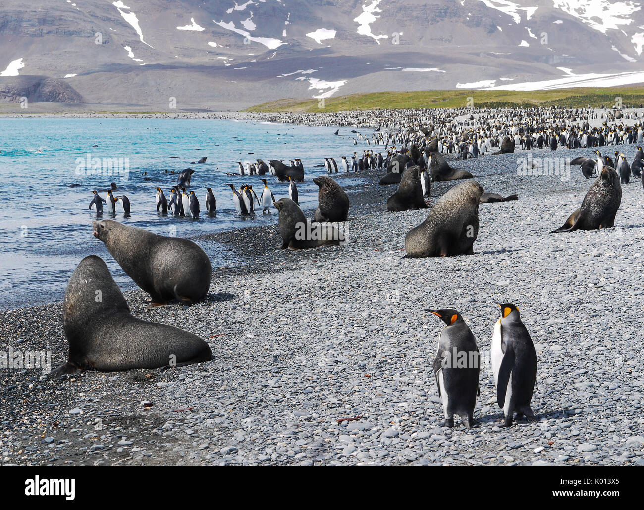 Kolonie von König Pinguine und Seehunde zusammen auf felsigen Strand während der Paarungszeit auf Südgeorgien Insel im Südatlantik. Stockfoto