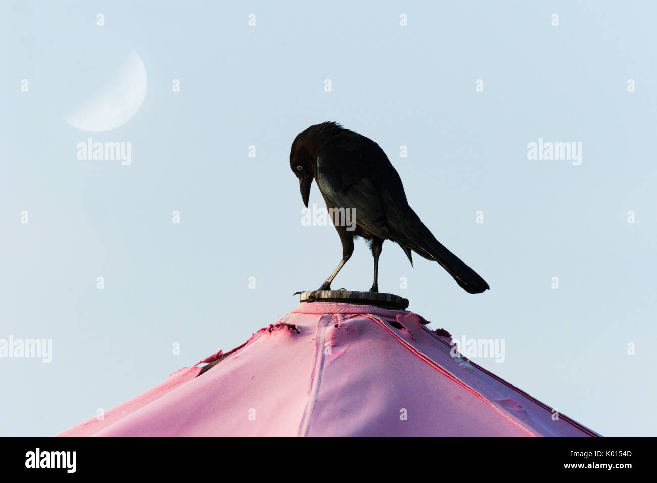 Raven bird Black ist ein schwarzer Rabe Vogel sstanding Suchen nachdenklich und ernst. Stockfoto