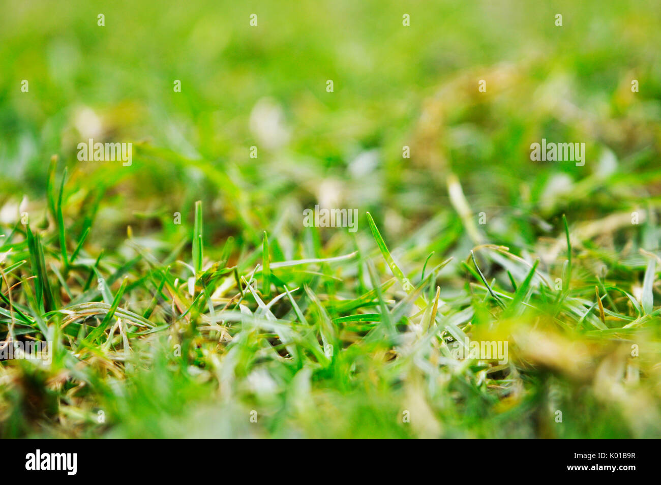 Landschaft Gras wallpaper Close up Stockfoto