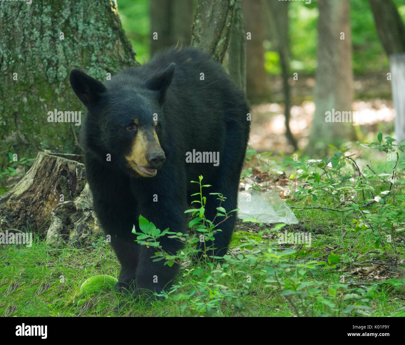 Schwarzer Bär auf der Suche nach Eindringlingen Stockfoto