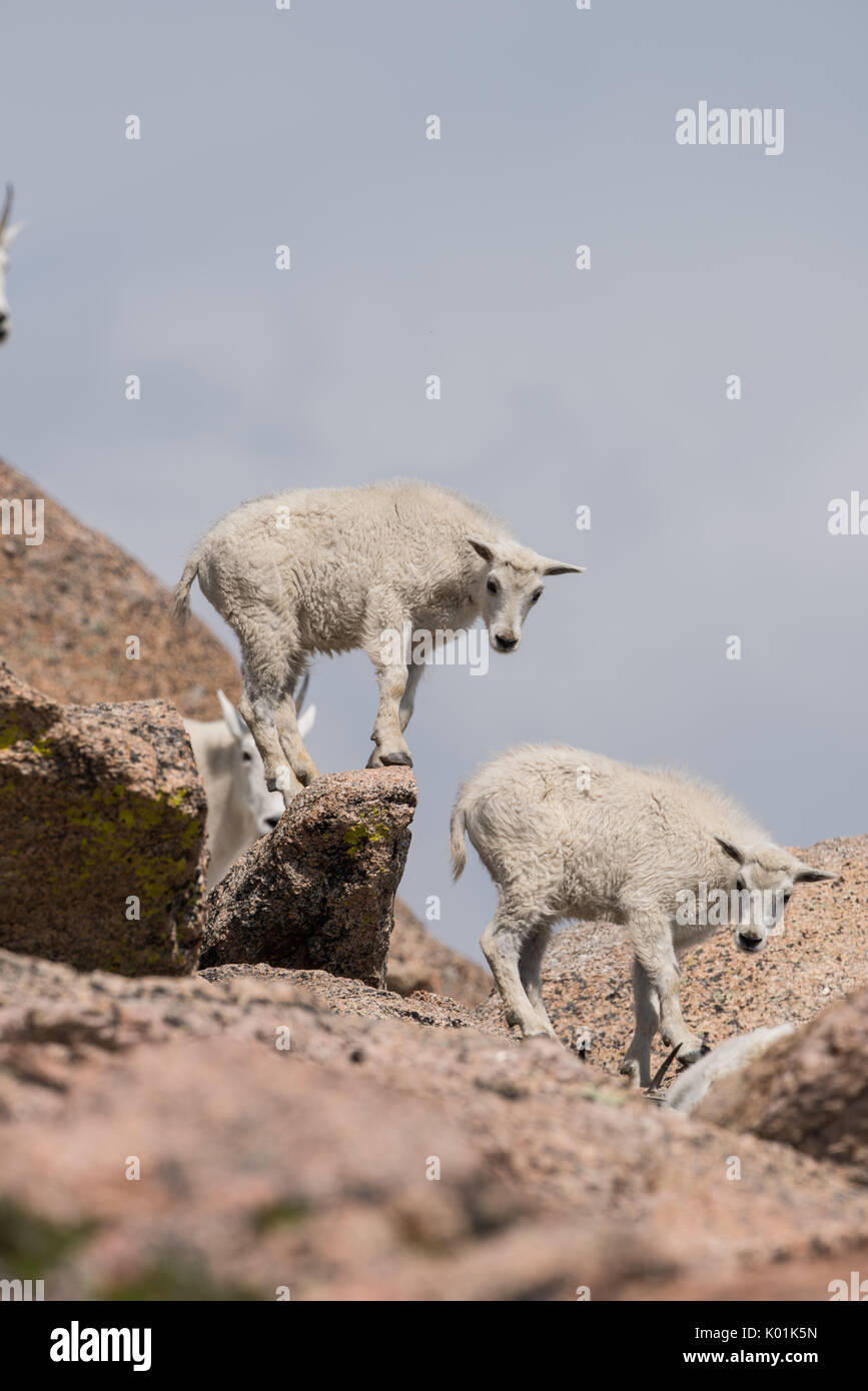 Bergziege, Mt Evans, Colorado Stockfoto