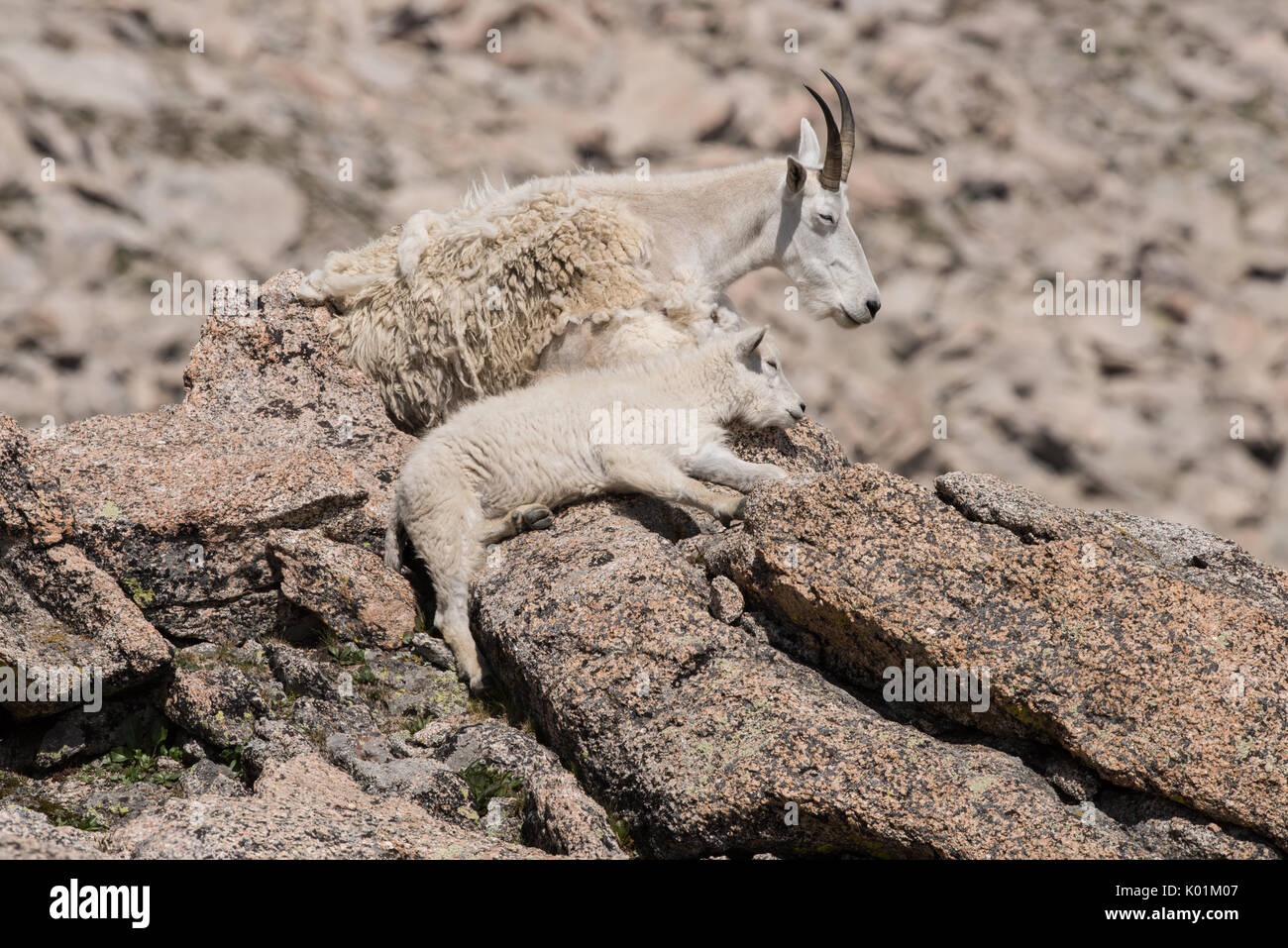 Bergziege, Mt Evans, Colorado Stockfoto