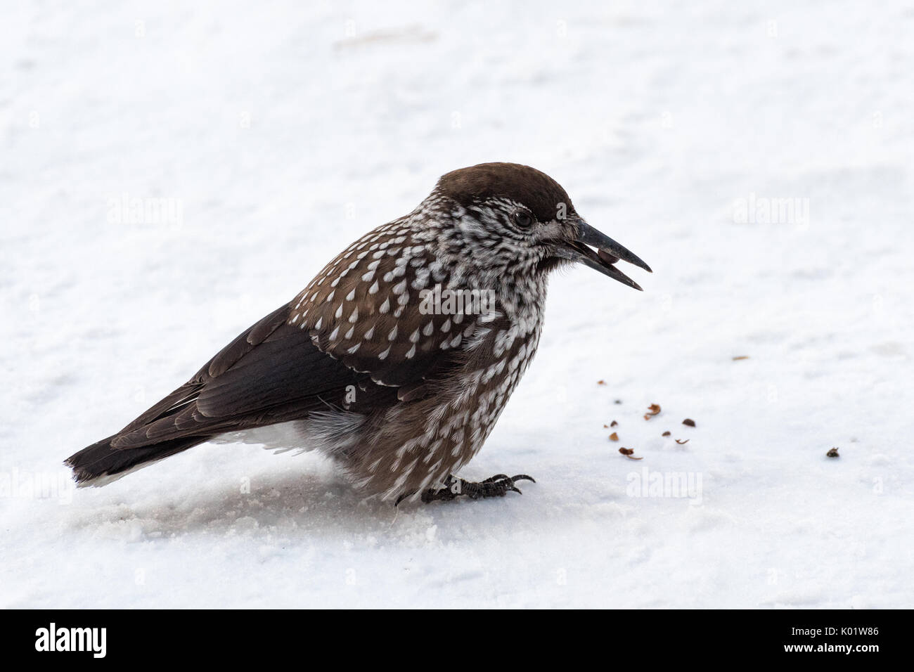 Nussknacker (Nucifraga caryocatactes) auf Schnee Hintergrund im Winter Tag (Westsibirien) Stockfoto