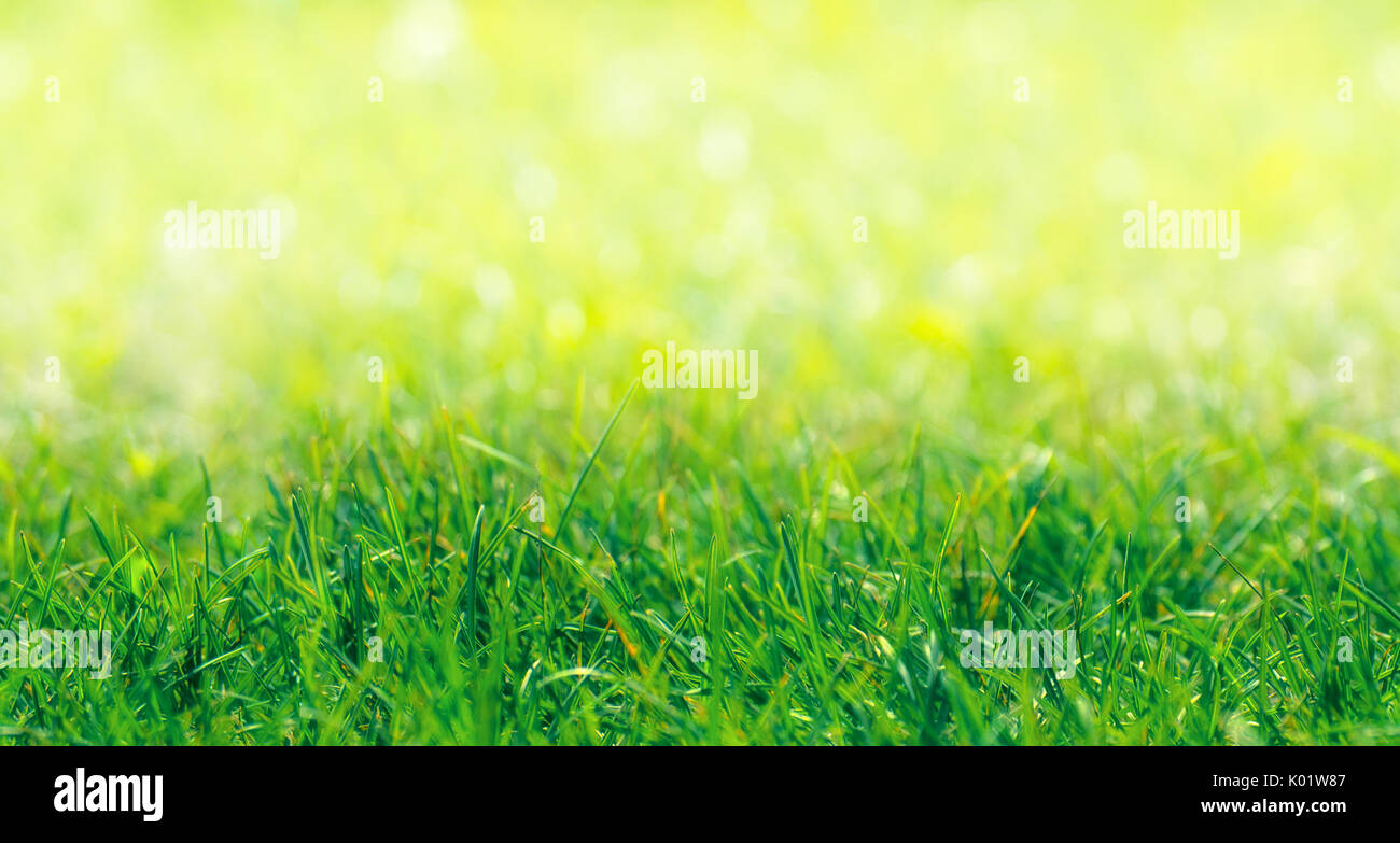 Nahtlose MUSTER: Grüne Gras Grenze mit Defokussierten natürlichen Hintergrund an sonnigen Sommertag Stockfoto