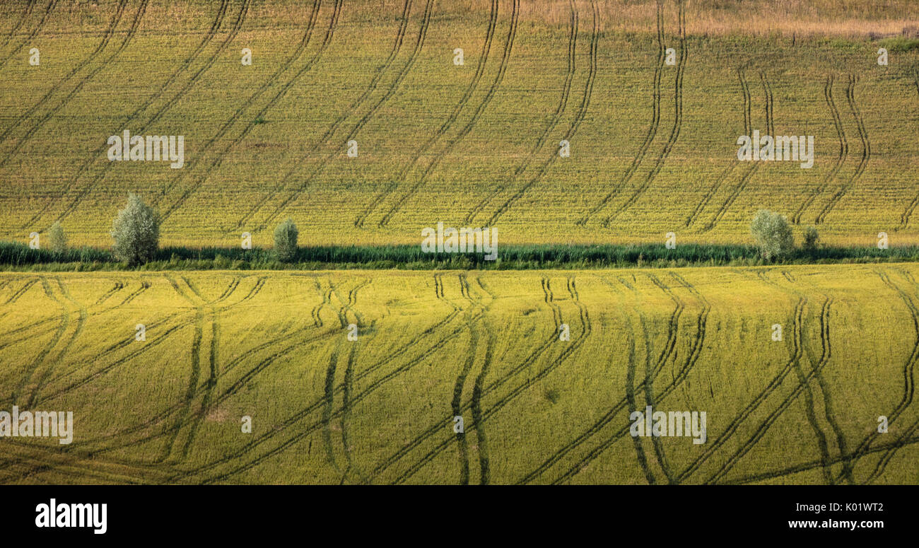 Details zu den geschwungenen Formen von den typischen grünen Hügeln der Crete Senesi (Senese Tone) Provinz von Siena Toskana Italien Europa Stockfoto