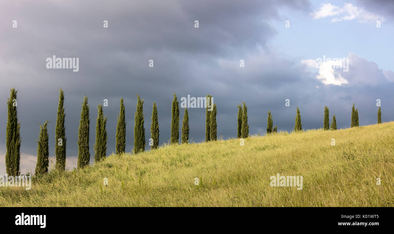 Wolken auf den grünen Hügeln umrahmt von Zypressen in Folge Crete Senesi (Senese Tone) Provinz von Siena Toskana Italien Europa Stockfoto