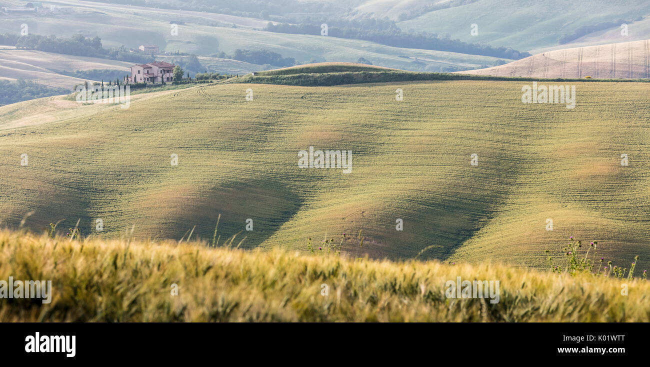 Grün, sanfte Hügel und Bauernhäuser der Crete Senesi (Senese Tone) Provinz von Siena Toskana Italien Europa Stockfoto