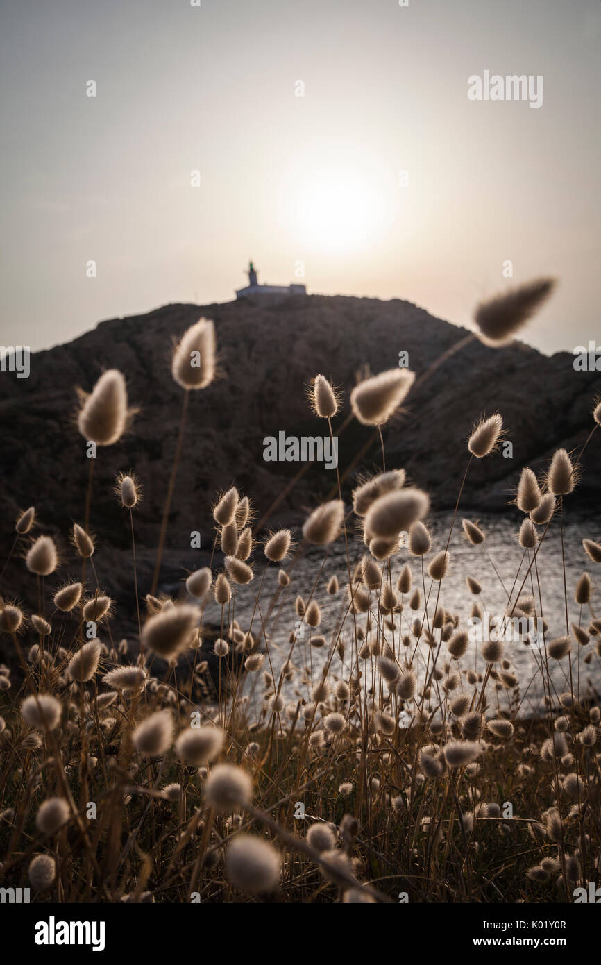 Die sommerblumen Frame die Silhouette von La Pietra Leuchtturm bei Sonnenuntergang Ile-rousse Balagne Korsika Frankreich Europa Stockfoto