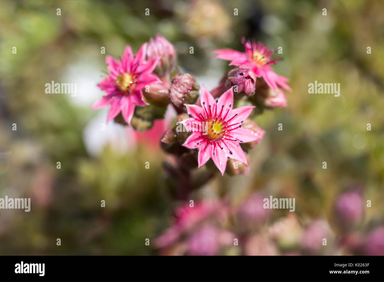 Rosa Blüte sukkulente Pflanze Stockfoto