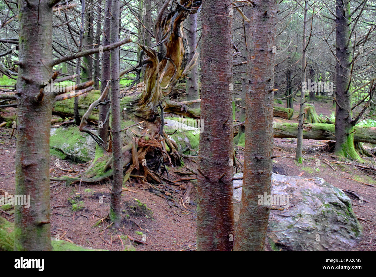 Baumwurzeln Stockfoto