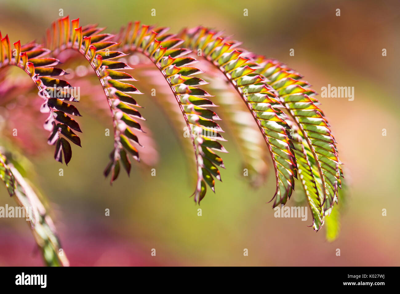 In der Nähe von Laub eines persischen Silk Tree Stockfoto