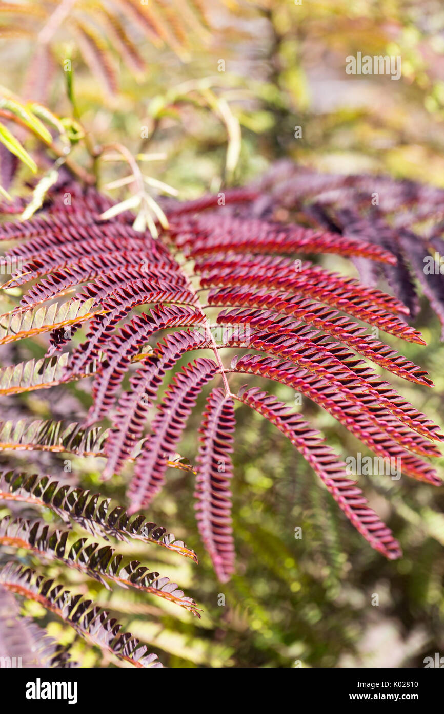 In der Nähe von Laub eines persischen Silk Tree Stockfoto