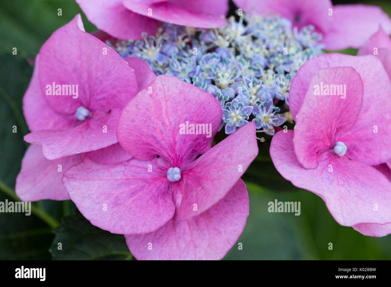 Pink Hydrangea wächst im Sommer blühender Garten Stockfoto