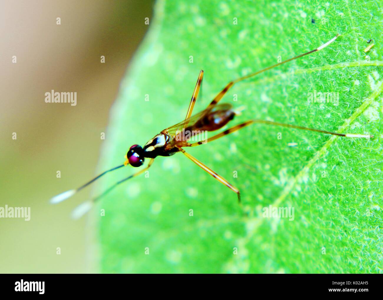 Cuerpo de insecto verde Fotos und Bildmaterial in hoher Auflösung Alamy