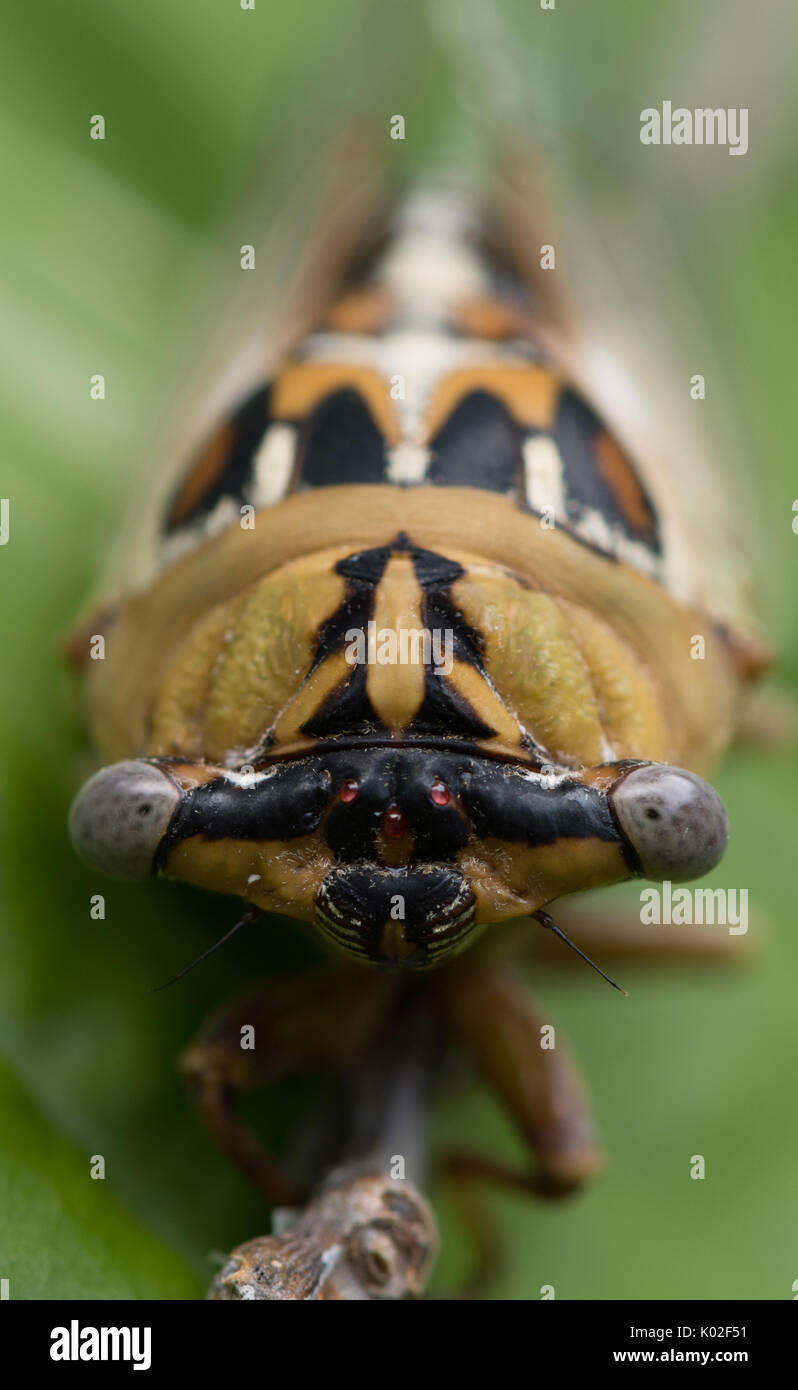 Nahaufnahme eines Grand Western Zikade auf einem grünen Blatt. Es ist mit Blick auf die Kamera. Geringe Tiefenschärfe. Stockfoto