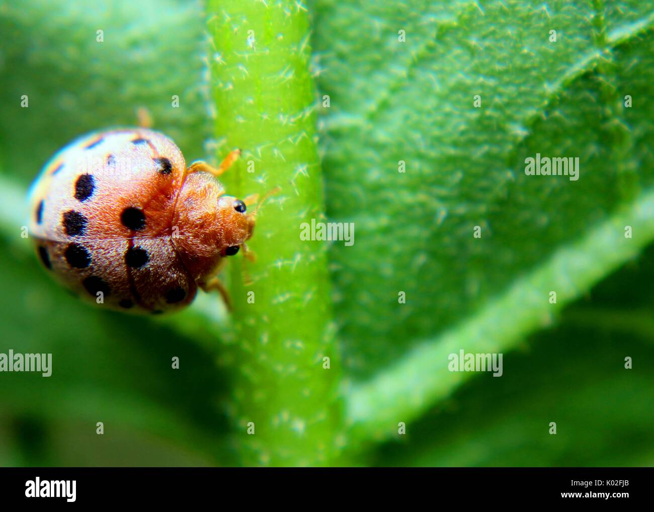 Nah-, Makro Blick auf eine kleine bunte Ladybird - Marienkäfer - coccinellidae - Insekt auf einem grünen Blatt in einem Haus Garten in Sri Lanka Stockfoto