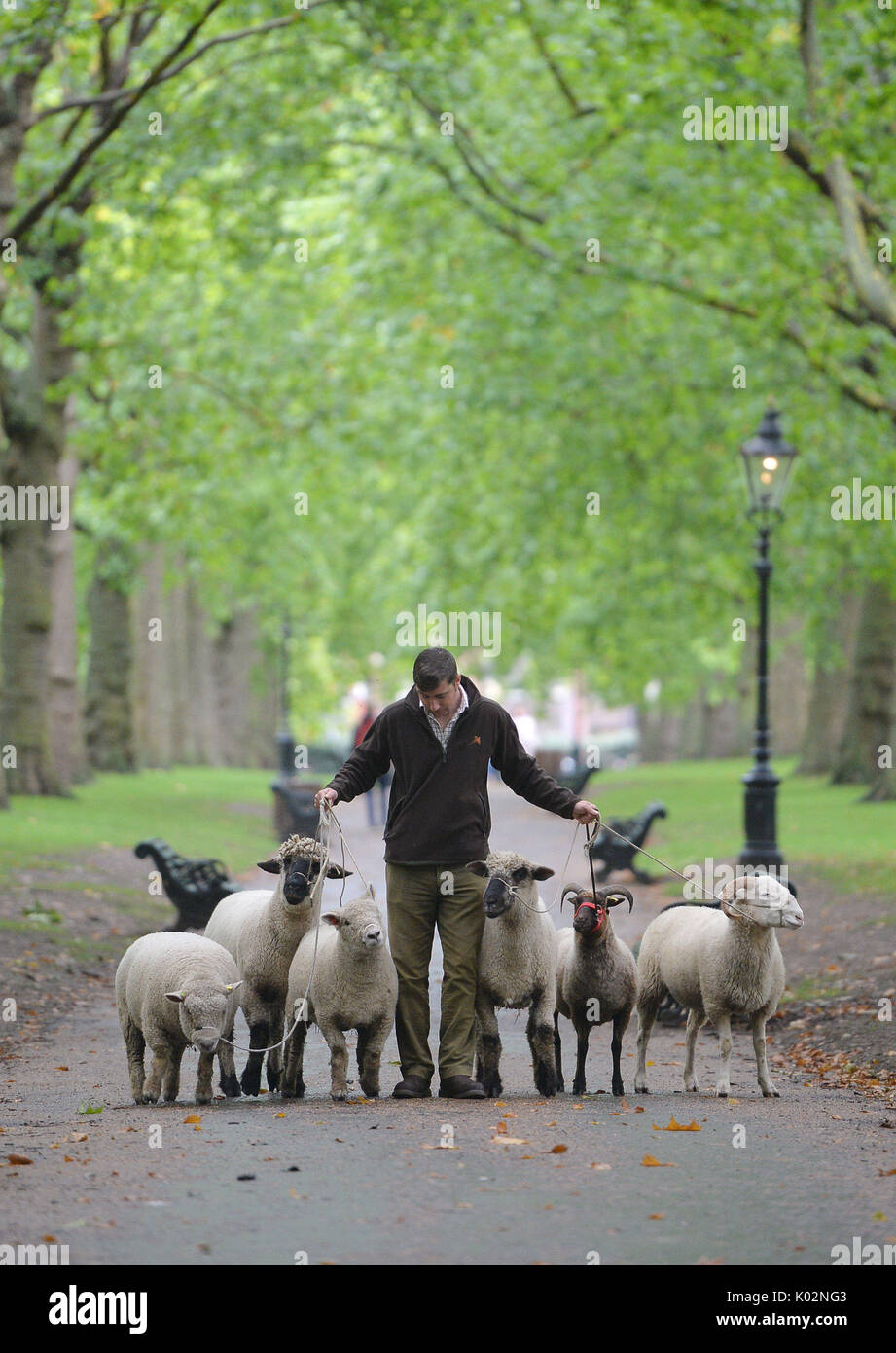 Tom Davis, Manager der Mudchute Bauernhof mit Schafen im Green Park, London, die es für eine Erhaltung der Versuch, den Königlichen Parks Mission sieht sind: Wirbellose Team mit den seltenen Rassen Überleben Vertrauen und Mudchute Farm. Stockfoto