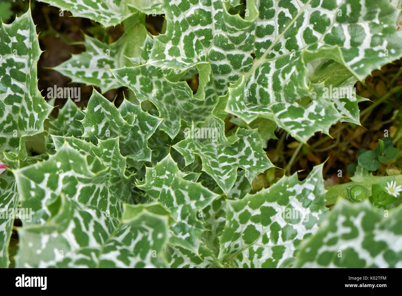 Silybum marianum Stockfoto