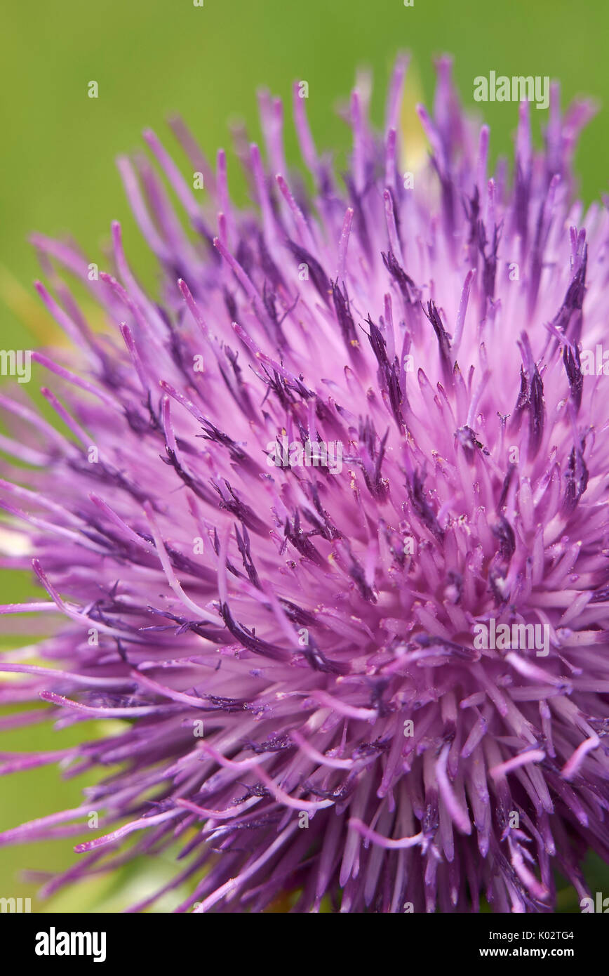 Silybum marianum Stockfoto