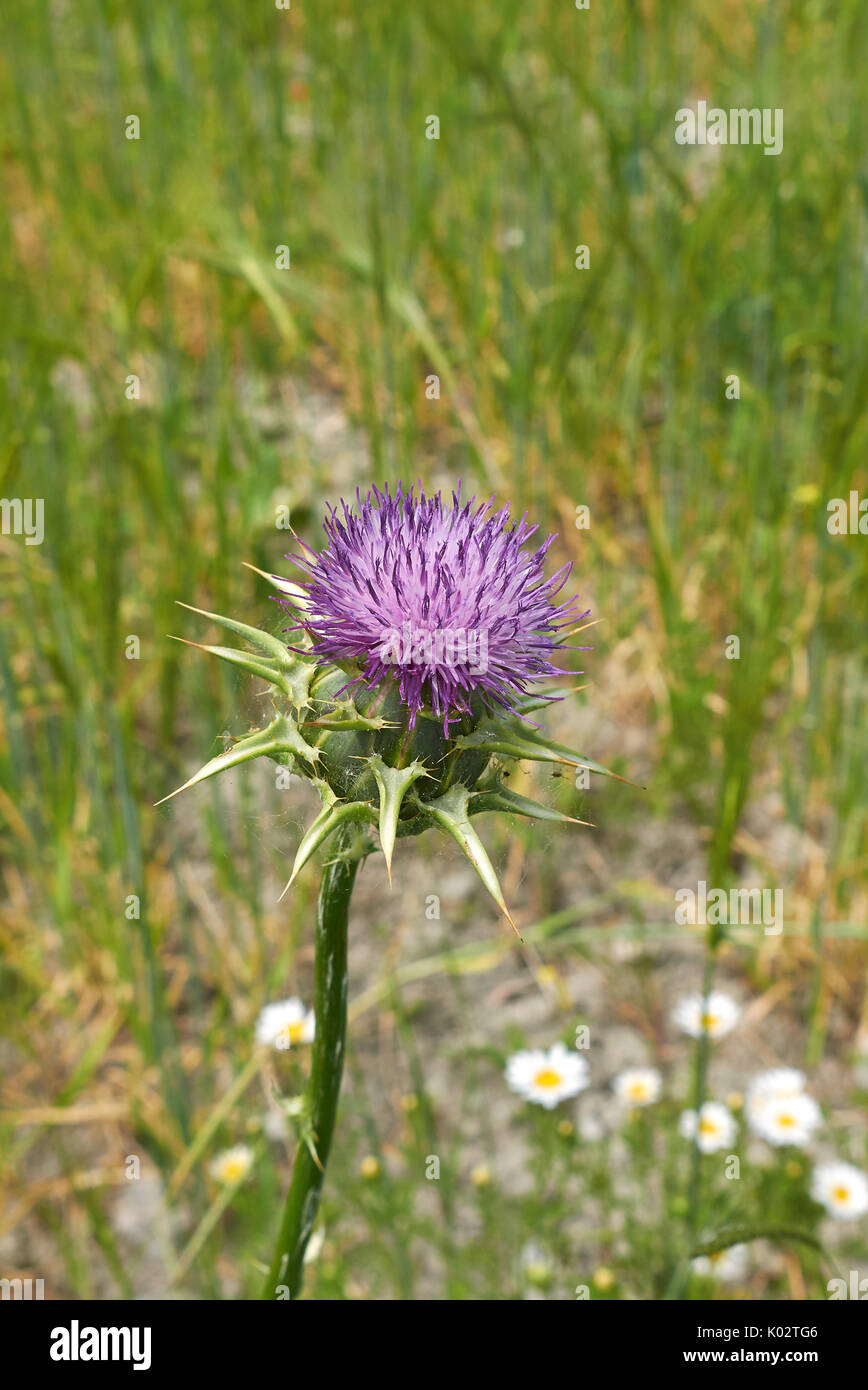 Silybum marianum Stockfoto