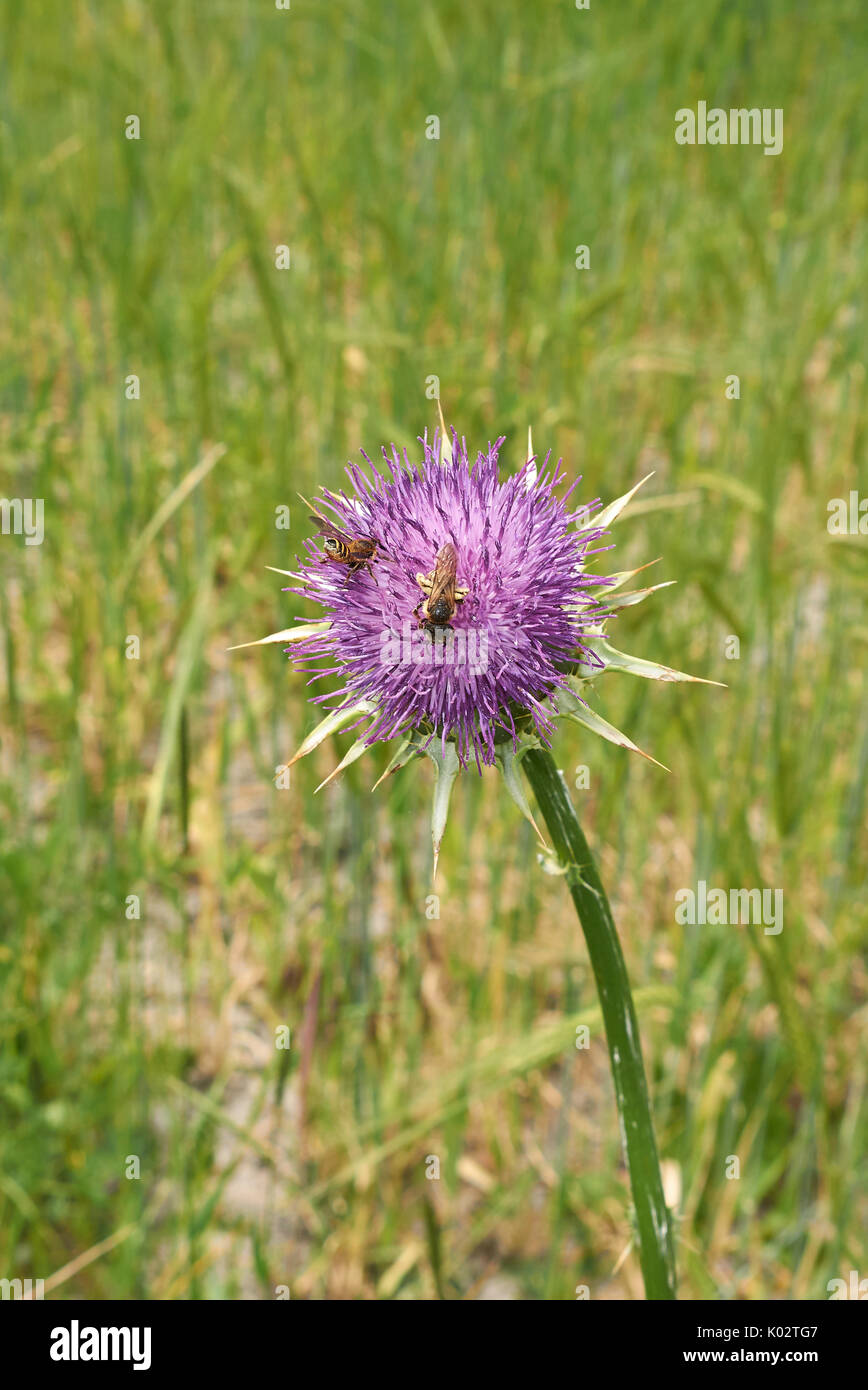 Silybum marianum Stockfoto