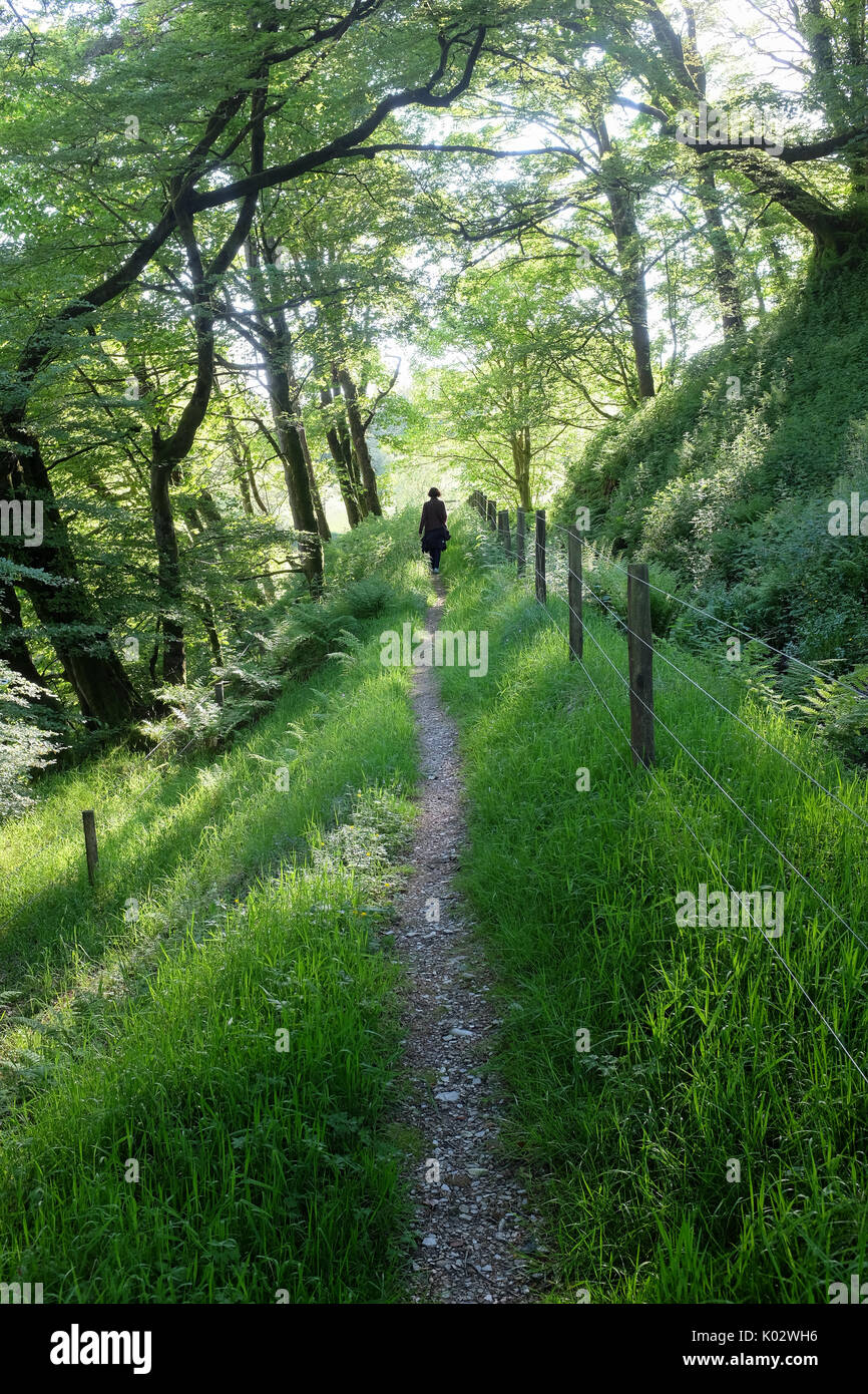 Eine Figur betritt den Abstand nach unten ein waldweg wie Sonnenlicht strahlen durch die Blätter Stockfoto