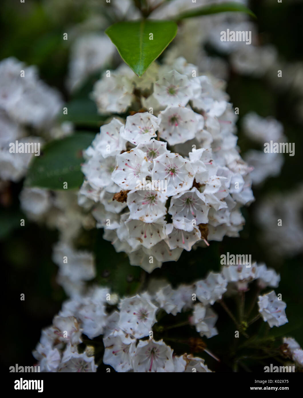 Mountain Laurel blüht in den südlichen Appalachen Stockfoto