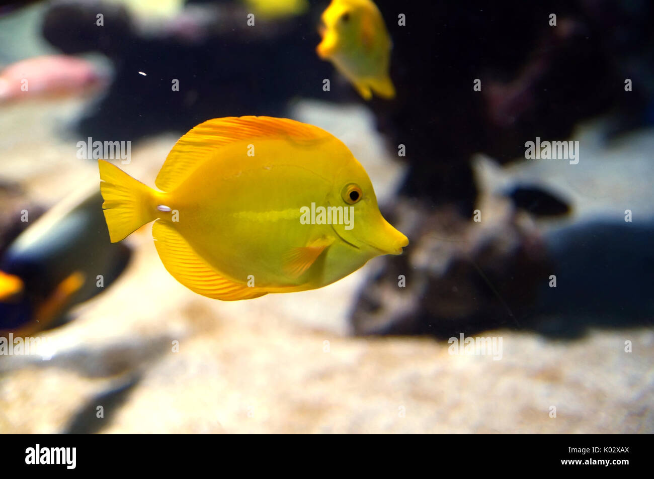 Zebrasoma flavescens, gelbe Doktorfische. helle gelbe Riff Fische im Salzwasser Stockfoto