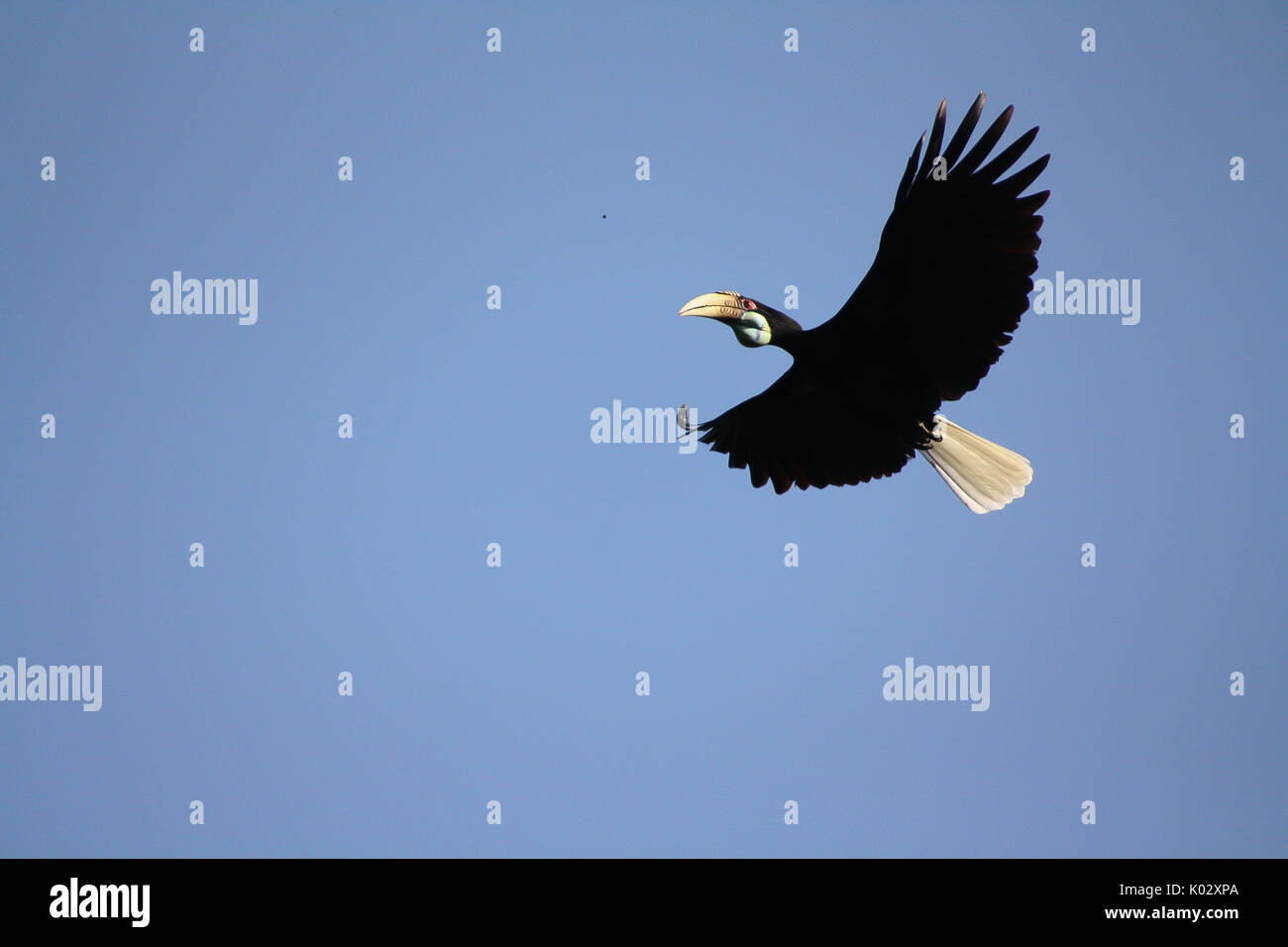 Flying Hornbill Arunachal Pradesh Stockfoto